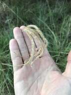 Image of Paraguayan windmill grass