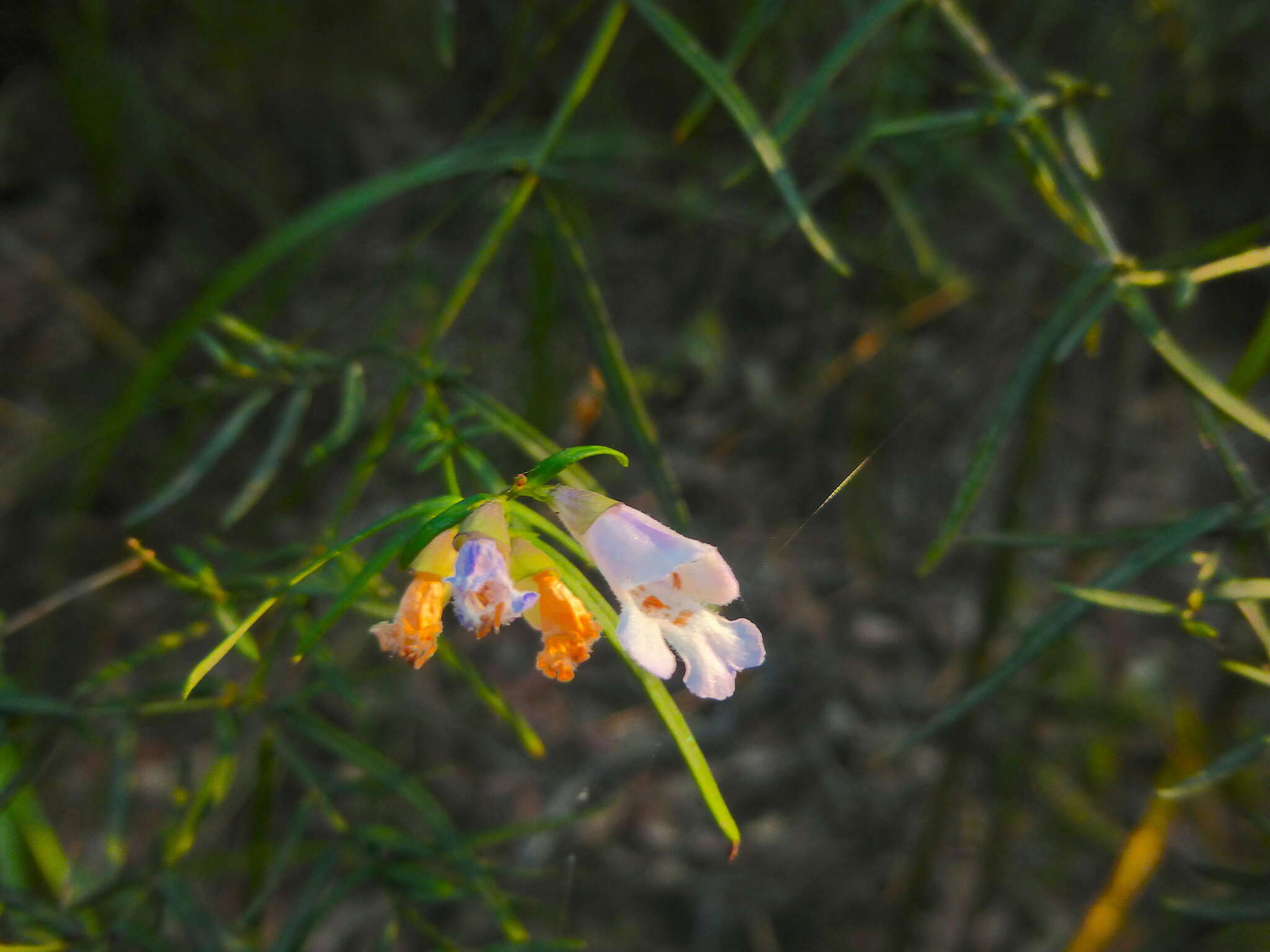 Image of Narrow-leaved Mint-bush