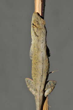 Image of Anolis jubar albertschwartzi Garrido 1973