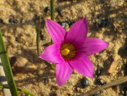 Image of Romulea cruciata var. cruciata