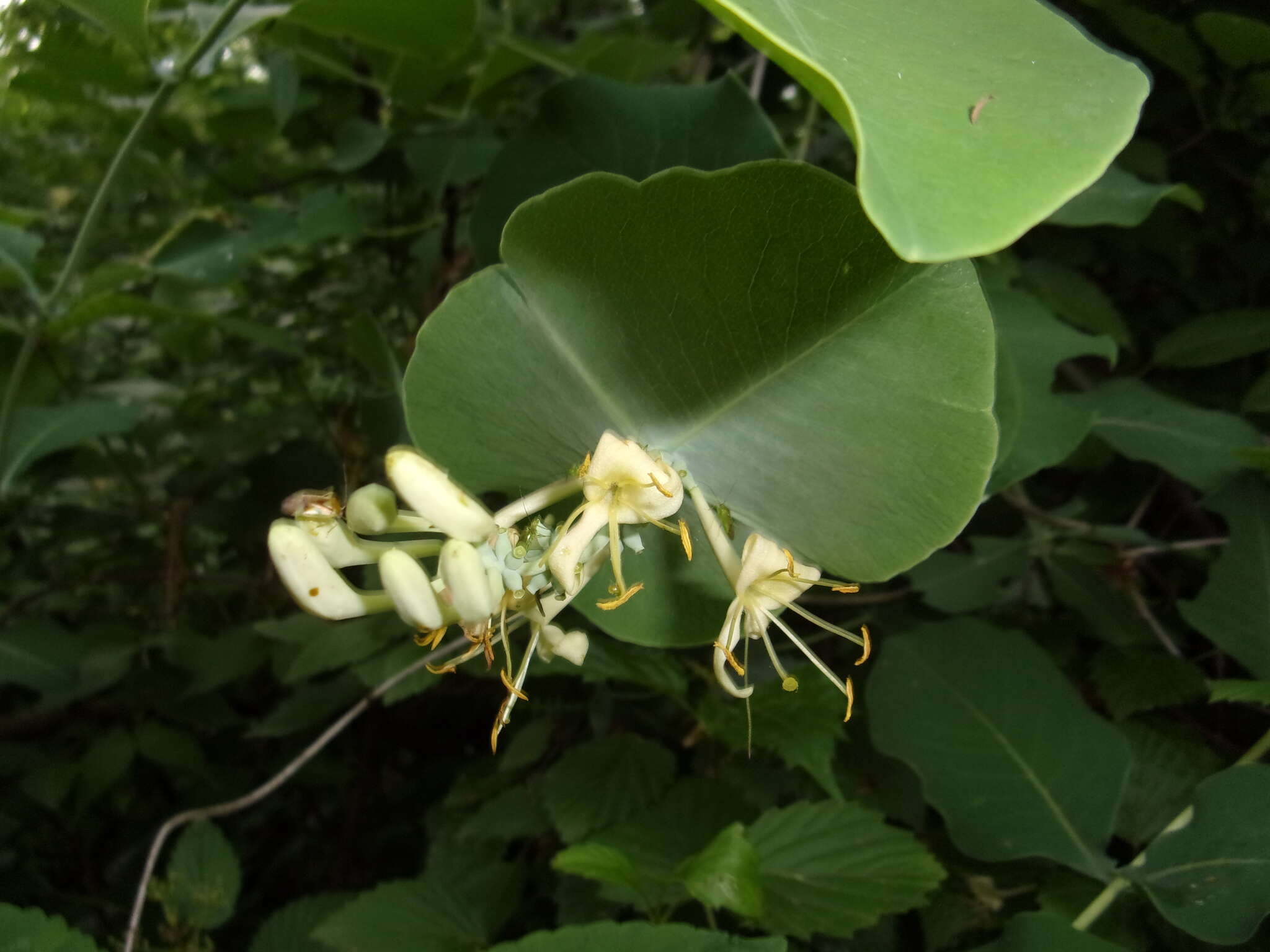 Image of grape honeysuckle