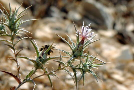 صورة Carthamus tenuis (Boiss. & Blanche) Bornm.