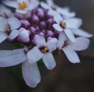 صورة Iberis procumbens subsp. procumbens