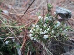 Image of Colletia hystrix Clos