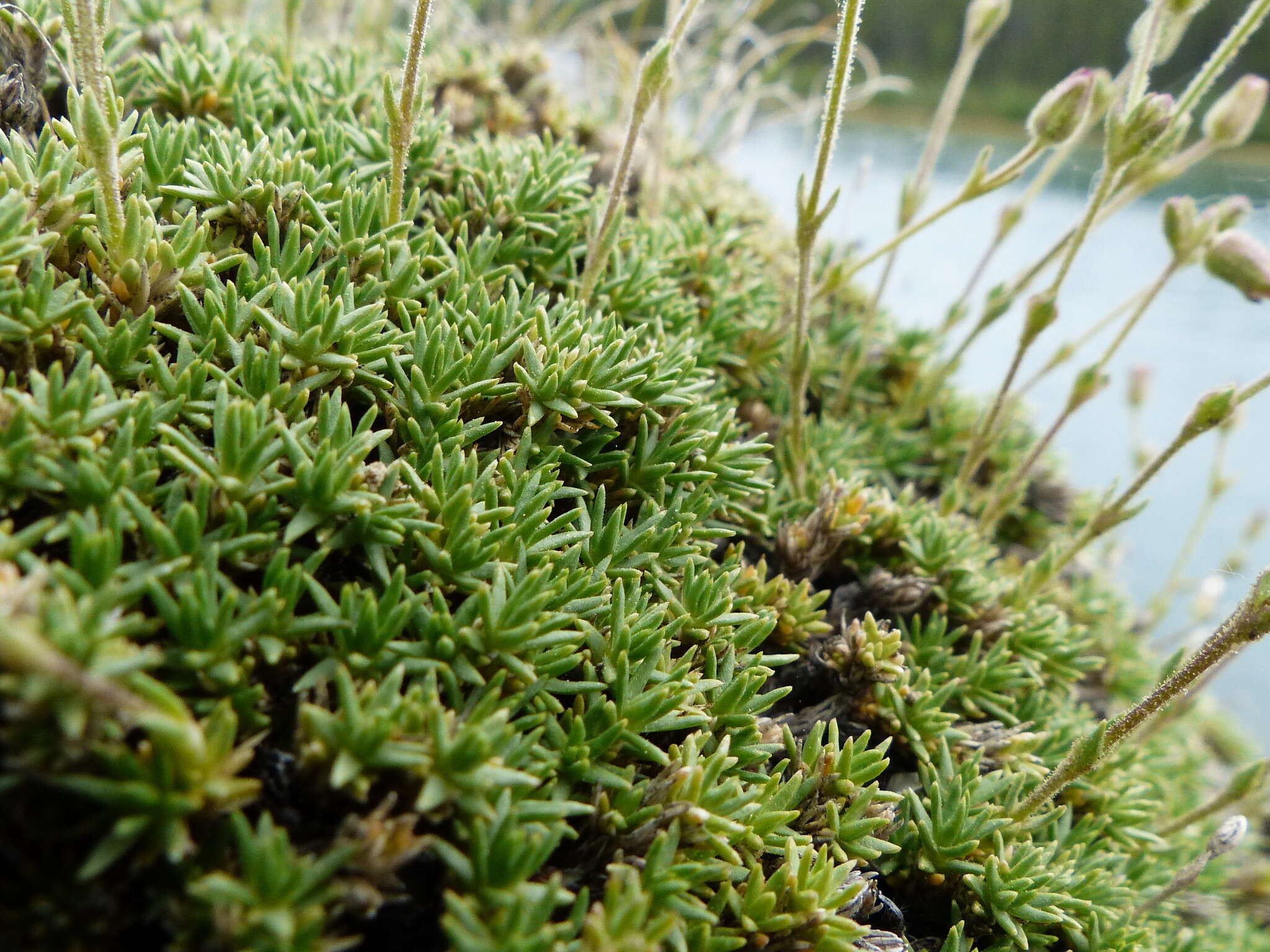 Plancia ëd Cherleria obtusiloba (Rydb.) A. J. Moore & Dillenb.