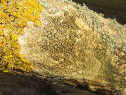 Image of rim lichen