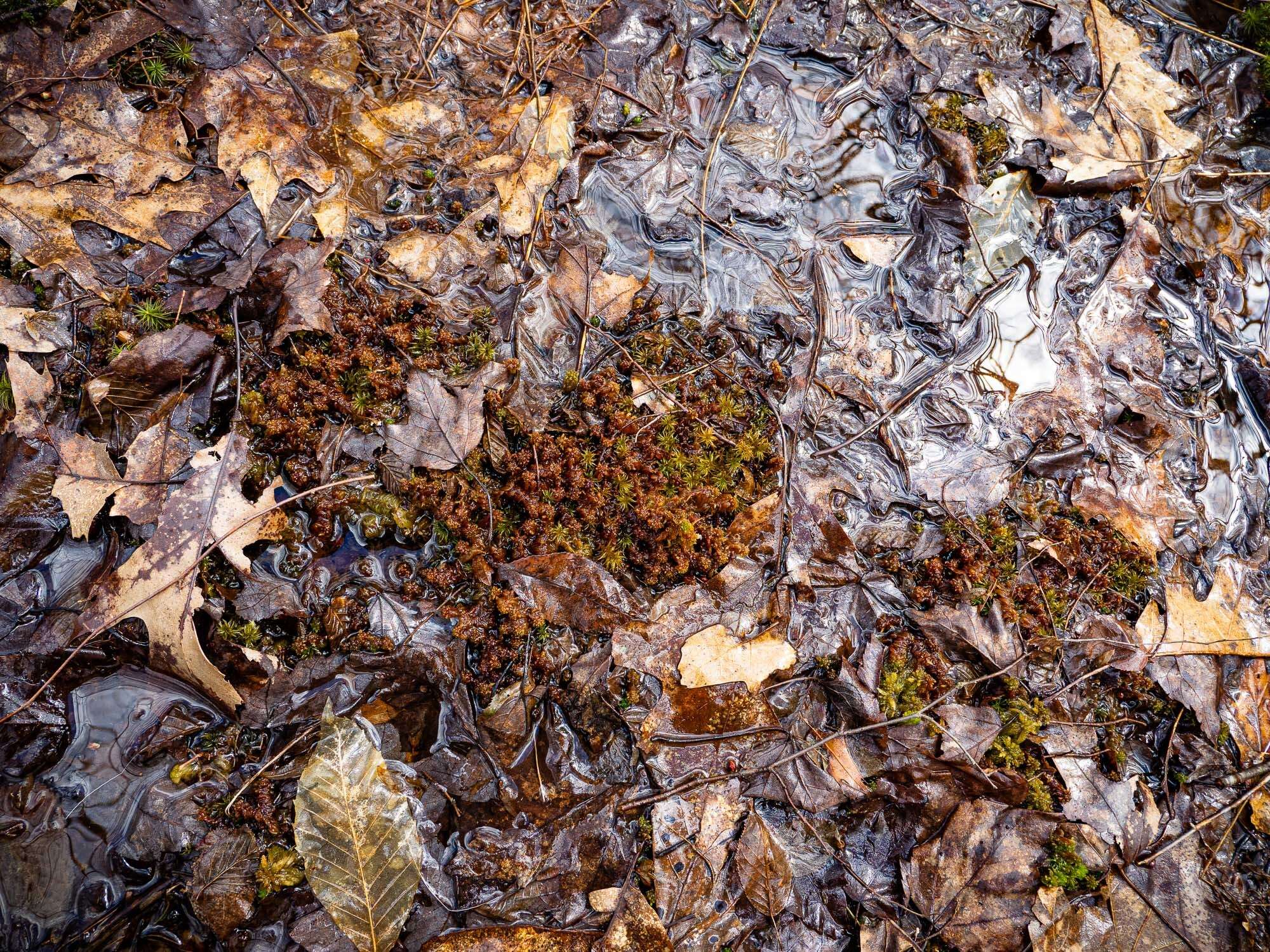 Image of slender cow-horn bog-moss