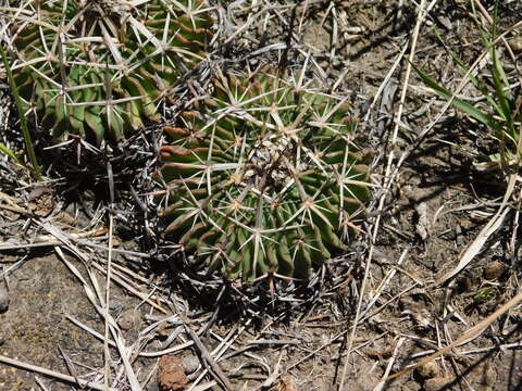 Image of Stenocactus crispatus (DC.) A. Berger