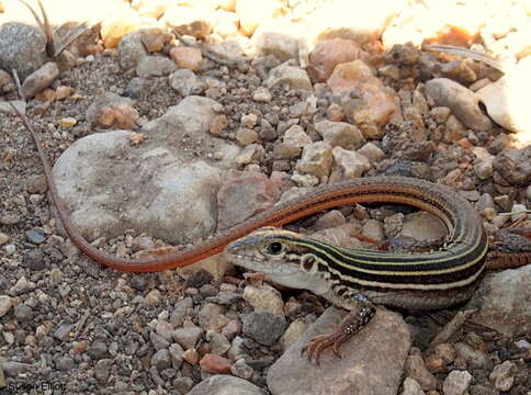 Image of Common Spotted Whiptail