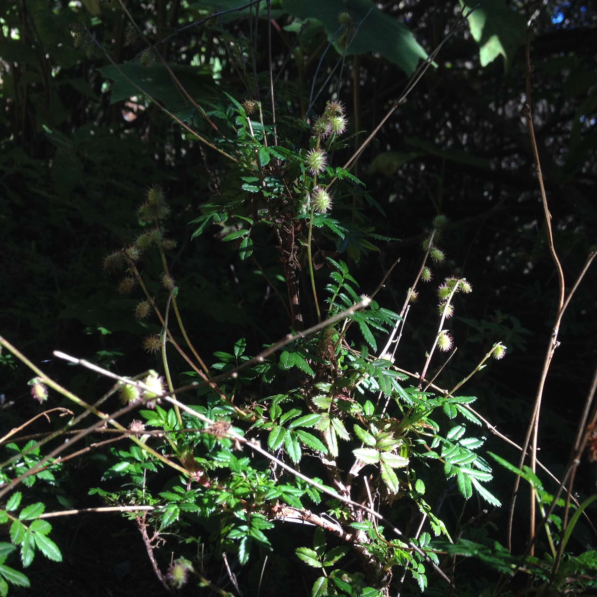 Image of Acaena elongata L.