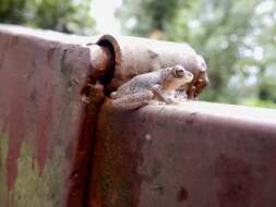 Image of Large Ponmudi Bush Frog