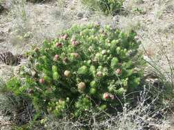 Image of Leucadendron teretifolium (Andrews) I. Williams