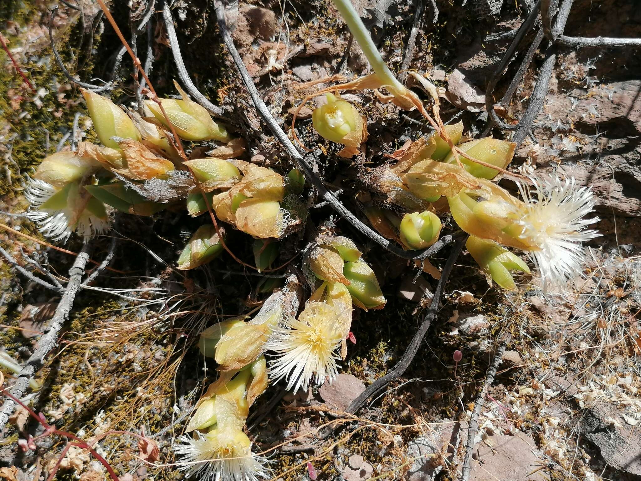 Mesembryanthemum ladismithiense Klak的圖片