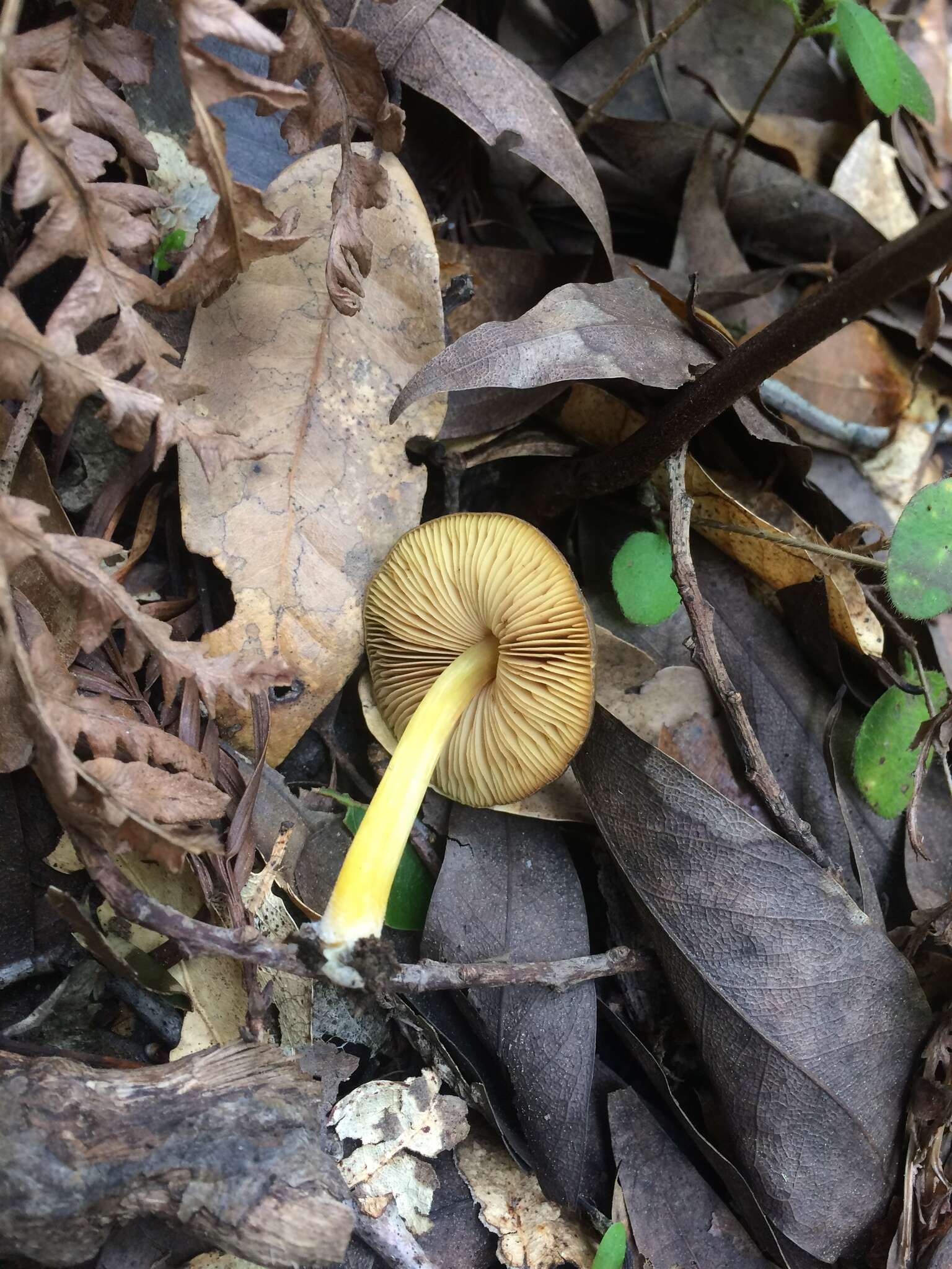 Image of Pluteus romellii (Britzelm.) Sacc. 1895