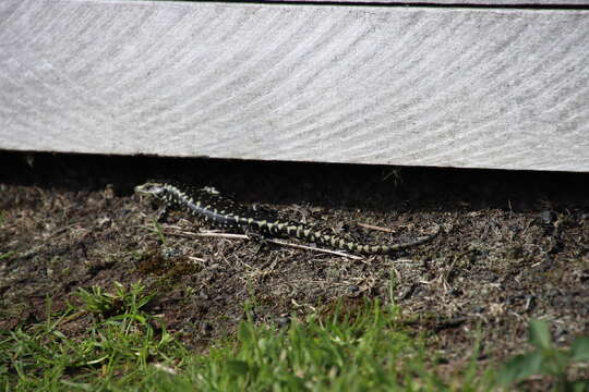 Image of Otago Skink