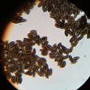 Image de Pyrenomyxa picea (Ellis) M. Stadler, Læssøe & Lar. N. Vassiljeva 2006