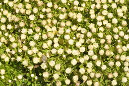 Image of Baccharis magellanica (Lam.) Pers.