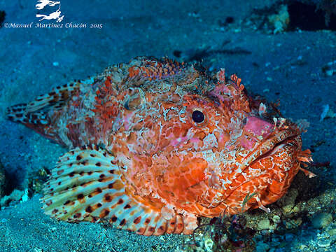Image of Bigscale Scorpionfish