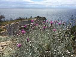 Слика од Centaurea diomedea Gasparr.