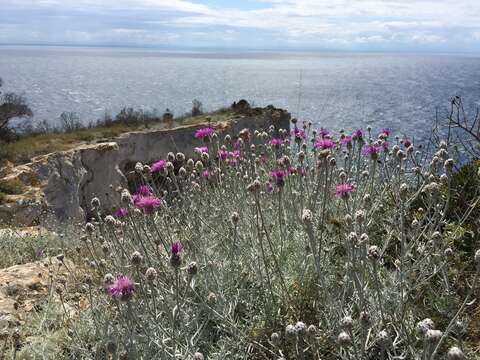 Plancia ëd Centaurea diomedea Gasparr.