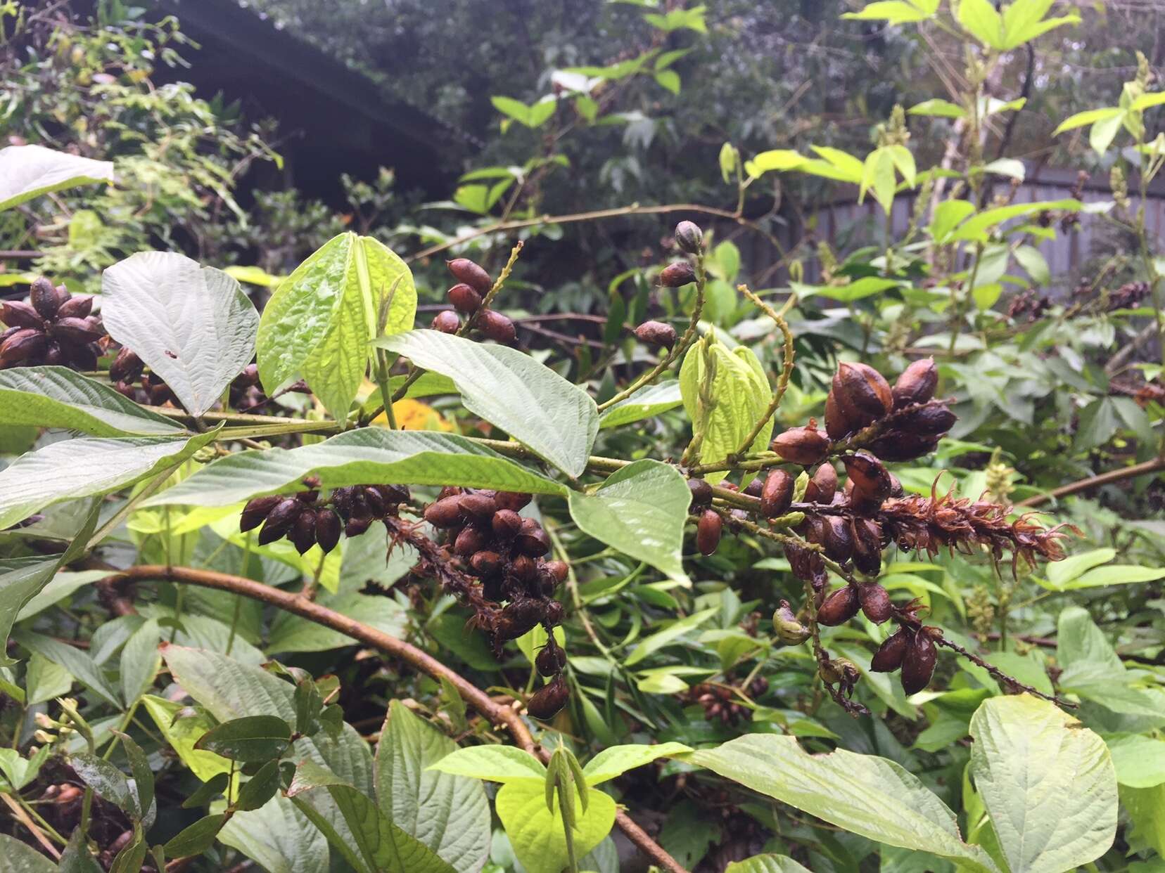 Flemingia macrophylla (Willd.) Merr. resmi