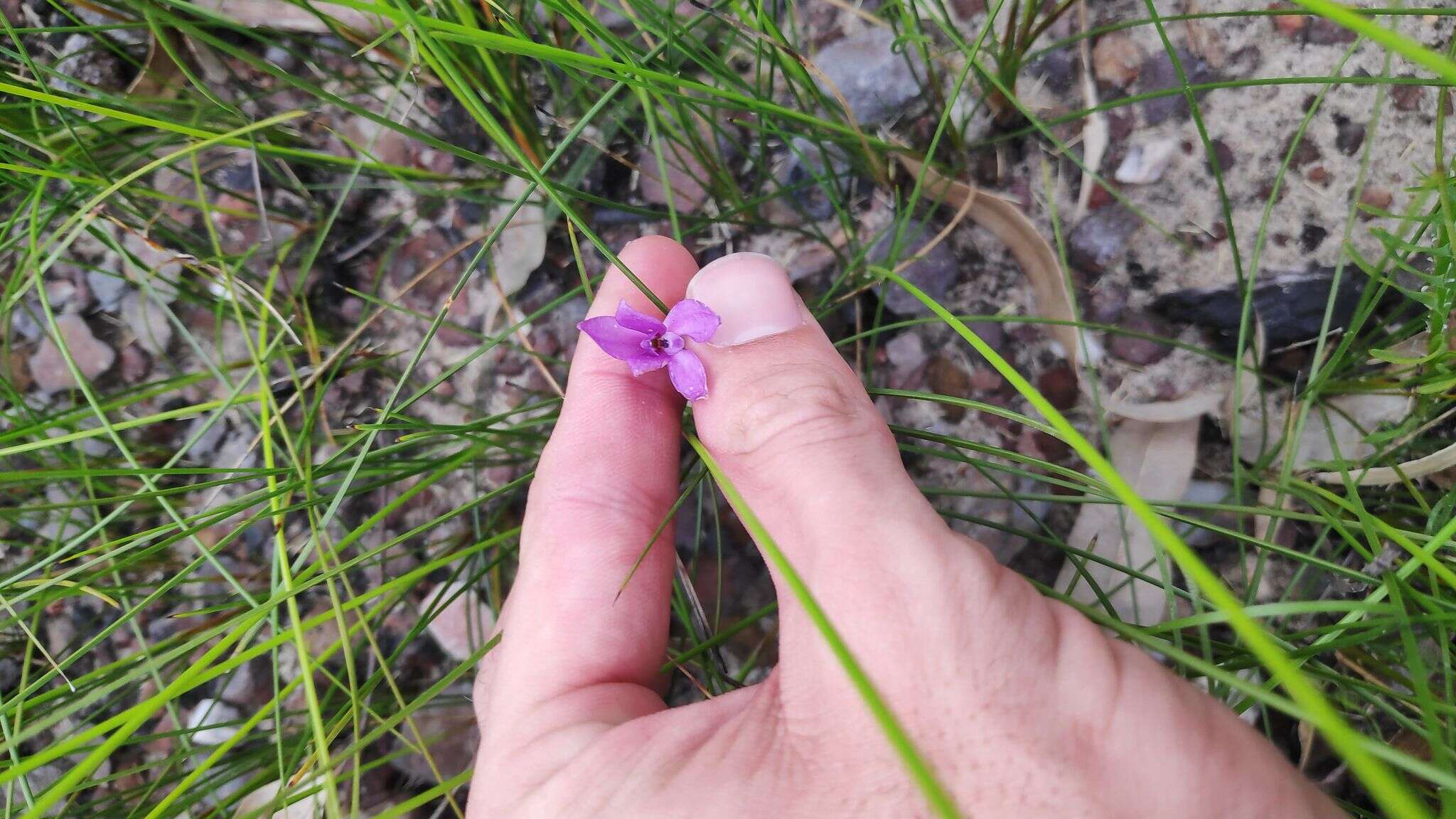 Image of Small waxlip orchid