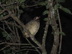 Image of Variegated Antpitta