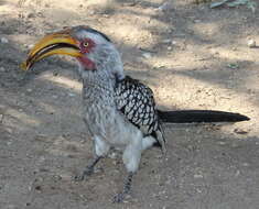 Image of Southern Yellow-billed Hornbill