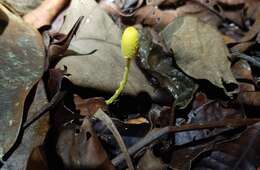 Leucoagaricus sulphurellus (Pegler) B. P. Akers 2000 resmi