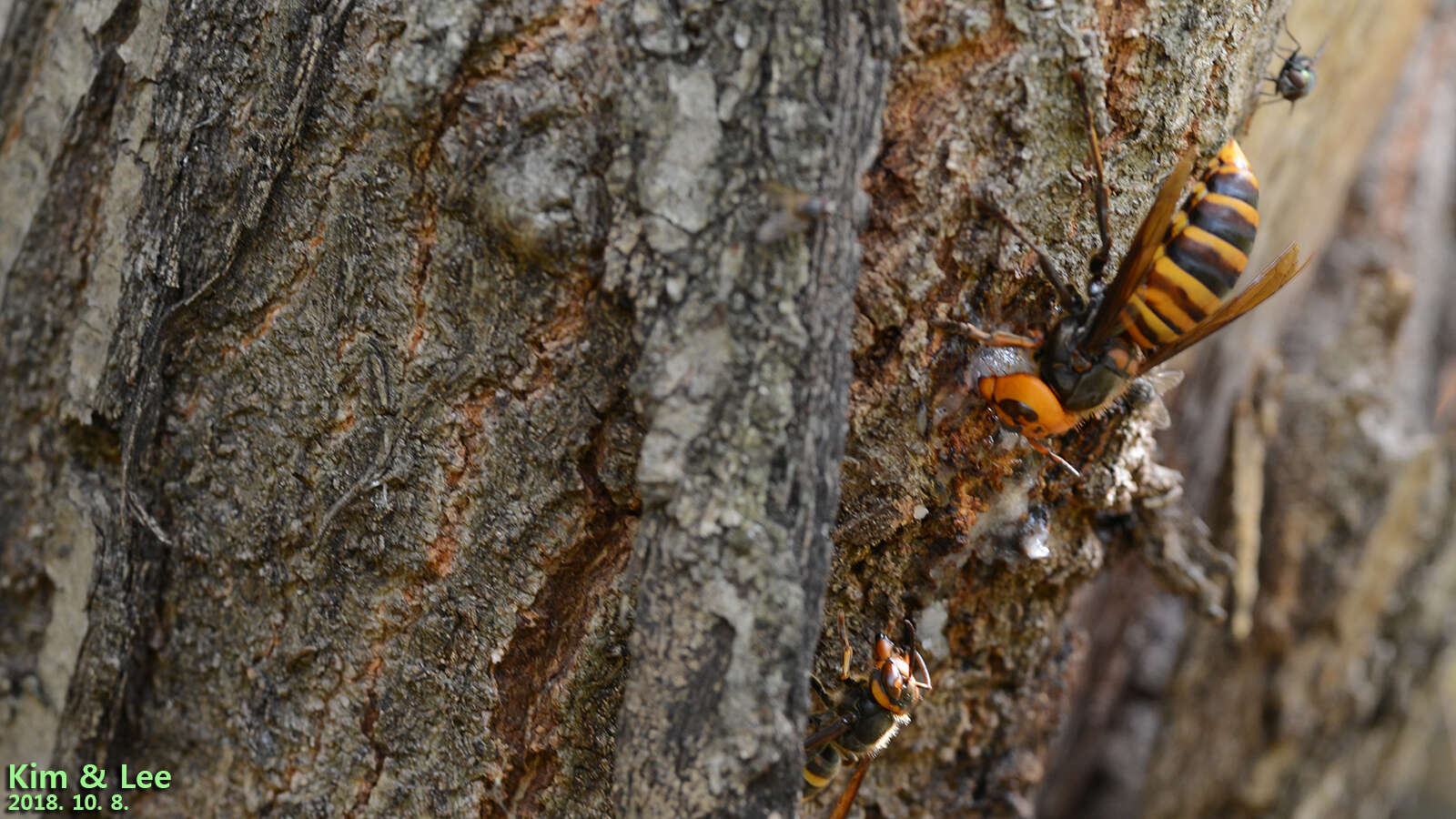 Image of Asian giant hornet