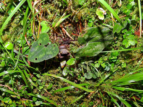 Image of Asarum ampulliflorum C. T. Lu & J. C. Wang