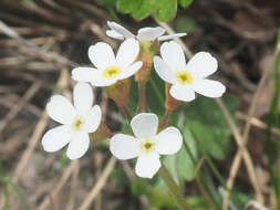 Image of Androsace armeniaca Duby