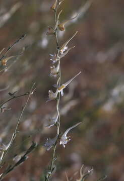 Image of Consolida leptocarpa Nevski