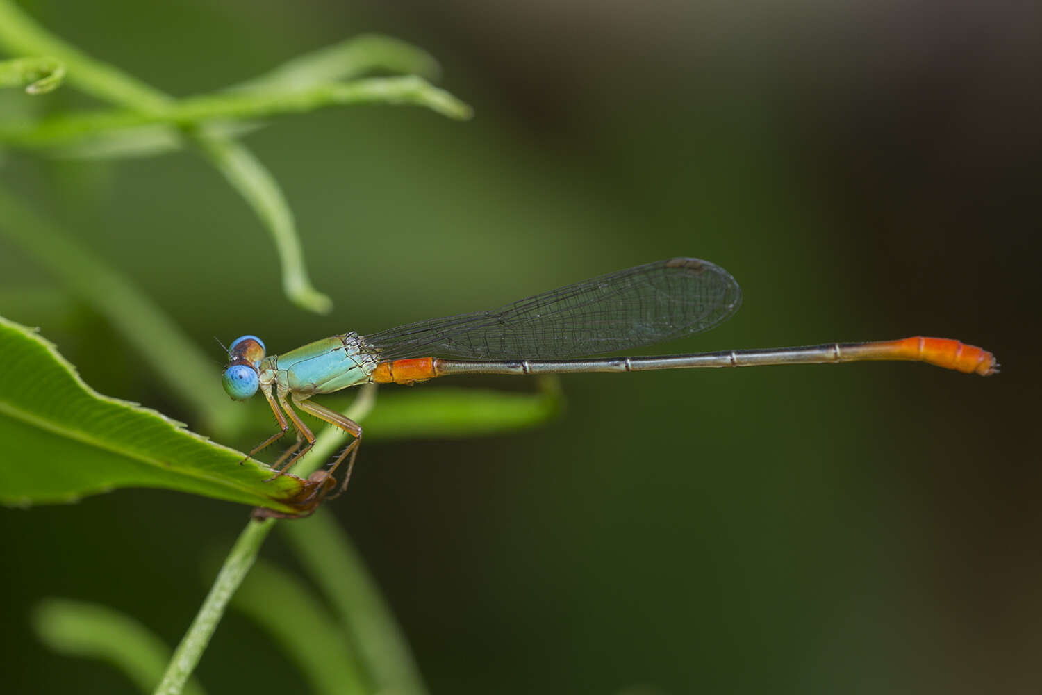 Image of bi-coloured damsel