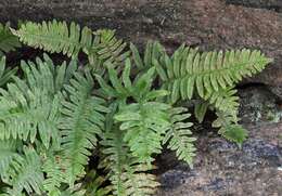 Polypodium incognitum Cusick的圖片