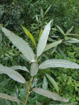 Image de Salix viminalis var. gmelinii (Pall.) Andersson