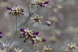 Image of Anthophora hololeuca Cockerell 1923