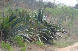 Image of Modjadji Cycad