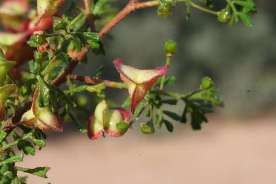 Image de Dodonaea concinna Benth.