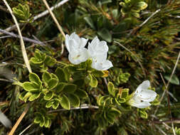 Image of Veronica macrantha Hook. fil.