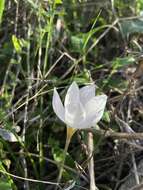 Image of smooth crocus