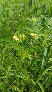 Image of fourflower yellow loosestrife