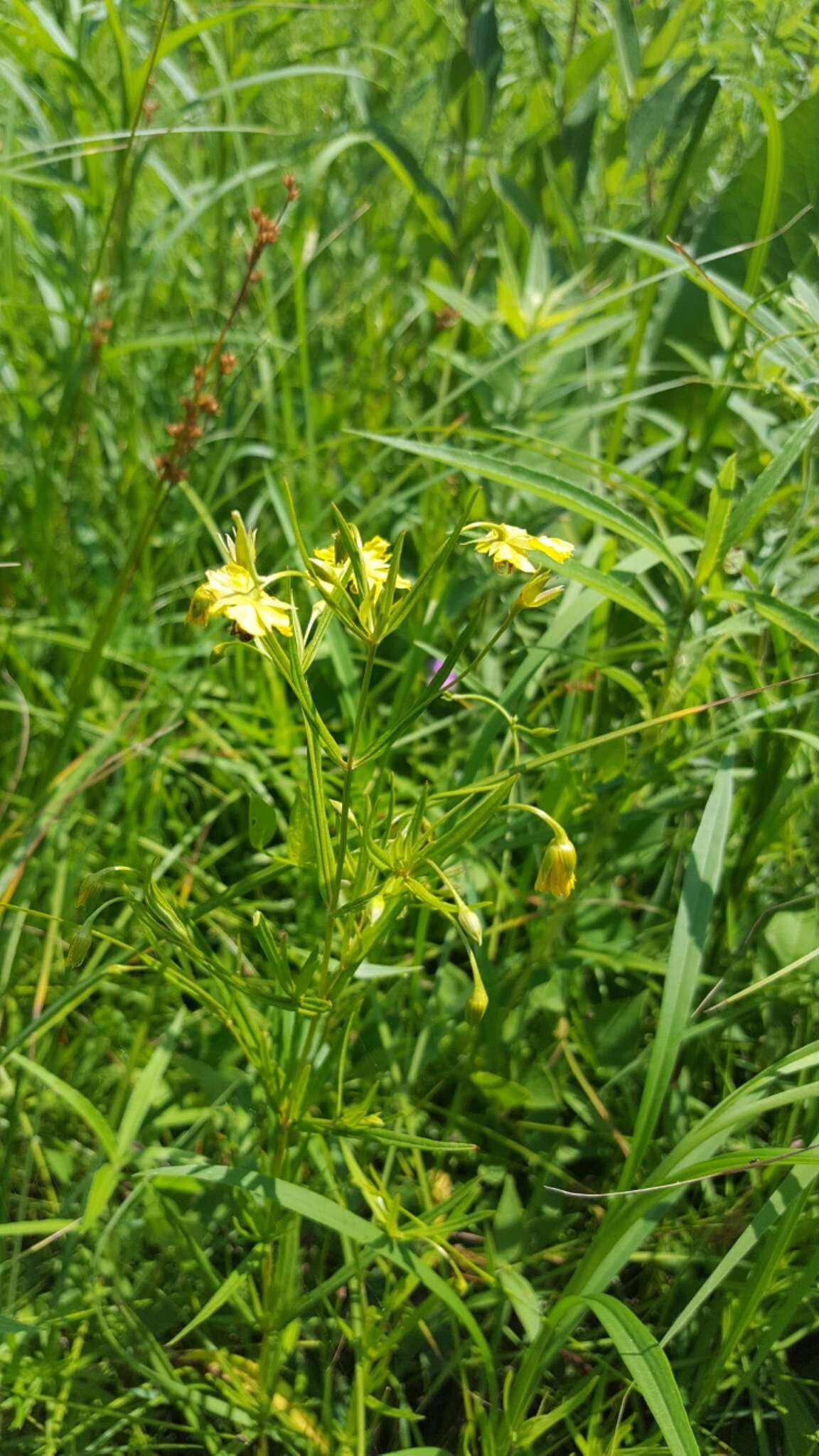 Image of fourflower yellow loosestrife