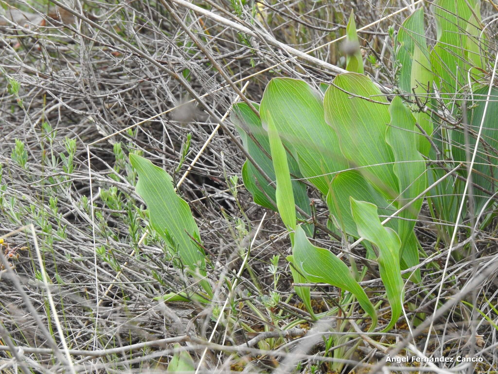 Bupleurum rigidum L. resmi