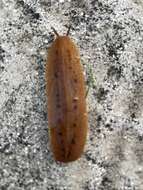 Image of Cuban slug