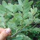 Image de Phyllanthus novae-hollandiae Müll. Arg.