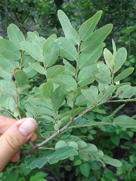 Image de Phyllanthus novae-hollandiae Müll. Arg.