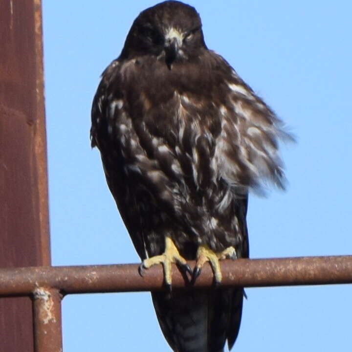 Image of Harlan's Hawk