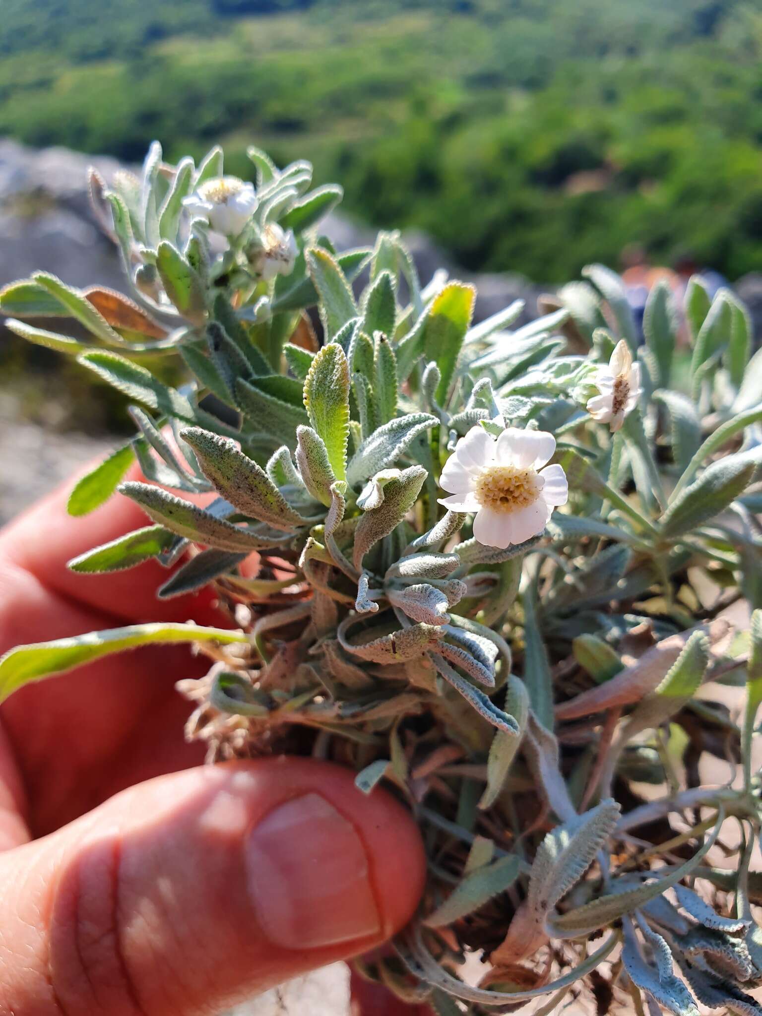 Слика од Achillea ageratifolia (Sibth. & Sm.) Boiss.