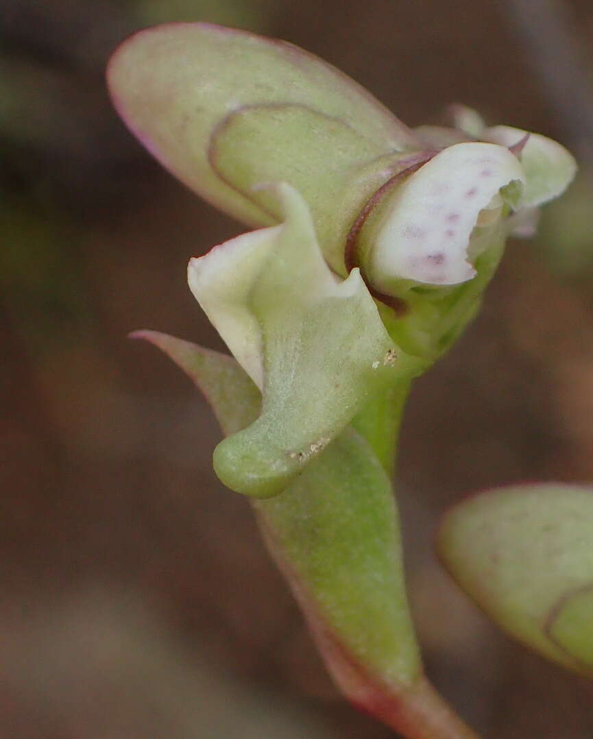 Image of Disperis circumflexa subsp. aemula (Schltr.) J. C. Manning